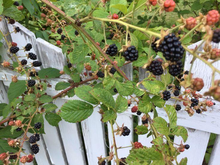 Garden Glee Berries: The Pure Essence of Summer Fields